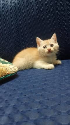 Persian