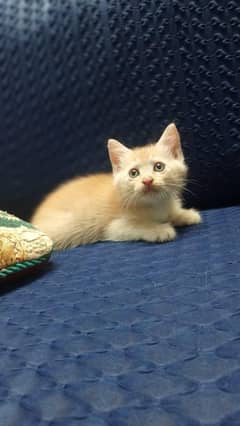Persian