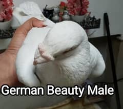 Pigeon