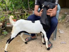 two bakra price of single 30k