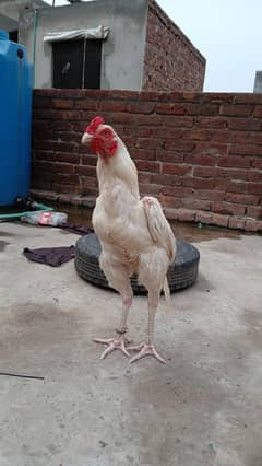 Aseel murga