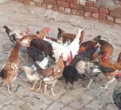 گولڈن مصری مرغیاں انڈوں کے لئے تیار
