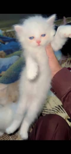 Pure Persian kittens looking for new home