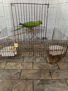 6 months old ring neck male without cage