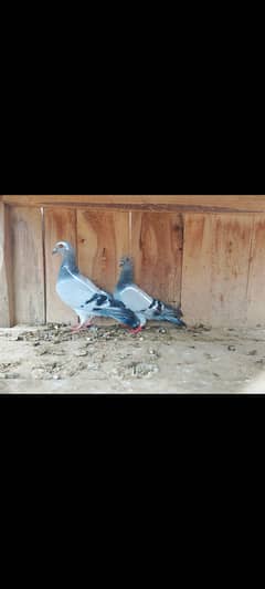 Charag Roshan full breder pairs for sell