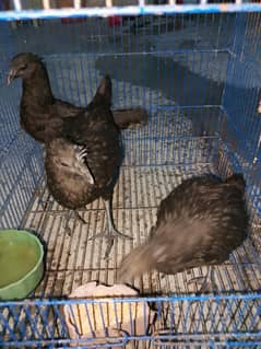 Ayam