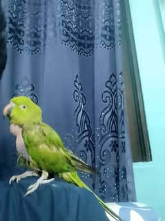Talking parrot hand timmed