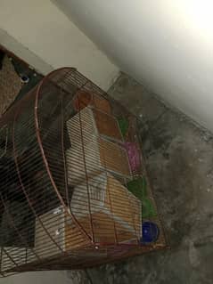 birds