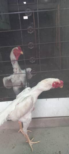 White o shamo patha