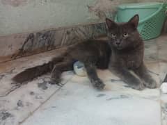 ASH SMOKE GRAY coloured trained CAT