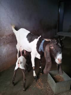 Bakri with female kid