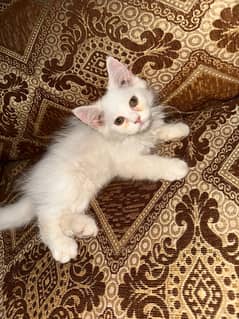 Triple Coated Persian Kittens For Sale