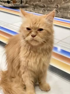 Persian Female Punched face Cat For Sale