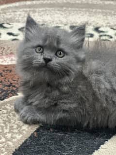 Grey triple coated Kittens