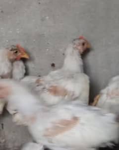 white heavy buff male