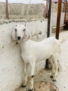 WHITE EYES FEMALE PUNJAB KI GHAR KI PALIWI HEA