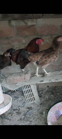 mix breed aseel bantam desi