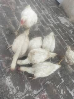 Aseel Paper white heera male female chicks available pr peace for sale