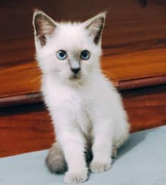 Siamese female kitten