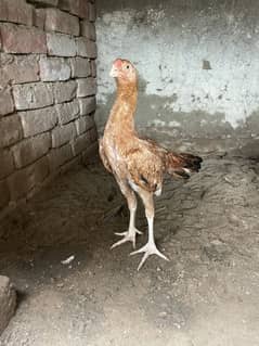 mianwali aseel theekar
