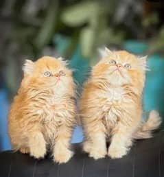 Cat Persian | cat baby | kittens | Blue eyes | ωatsap03186127889