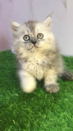 FREE HOME DELIVERY pure preed healthy punch face triple coated kittens