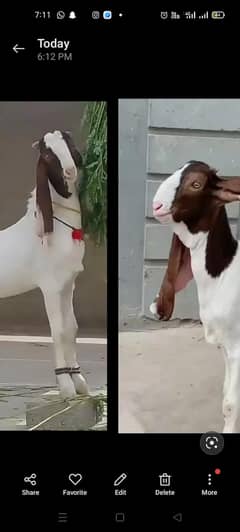 ablak