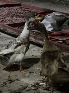 Duck pair egg giving