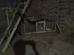 pure Aseel mianwali