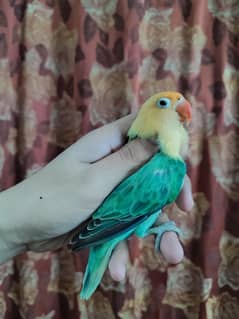 quality parblue Opaline split palefellow