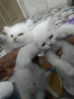 White Persian cat Pair