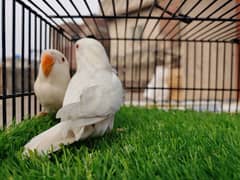 Albino Black Eye - Green Fisheri Lovebird - Creamino Red Eye - Opaline