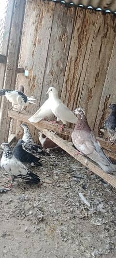 kabotar for sale