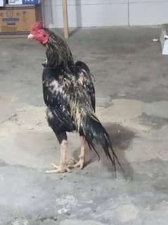 03aseel murgha for sell