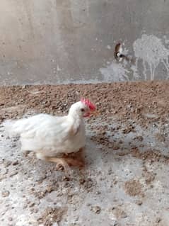 golden mission 34 days old female