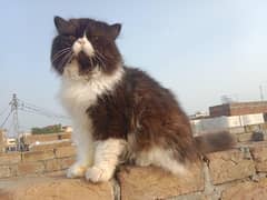 Persian