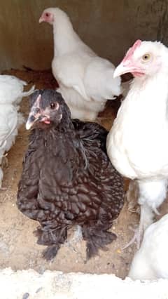 Heavy Buff Cochins