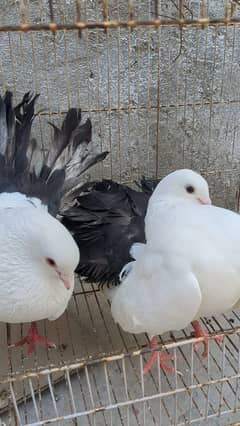 High Flyer kabootar or Black Tail and Grey Sherazi Pegion for sale