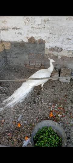 male