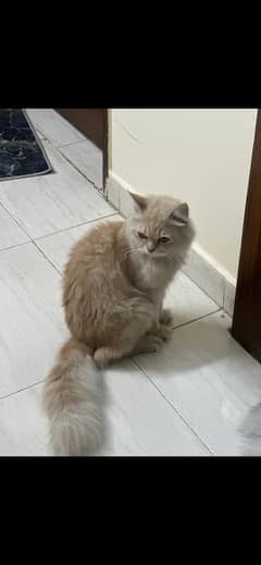 Male