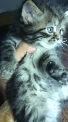FREE HOME DELIVERY punch face triple coated ragdoll persian healthy