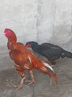 03067373983