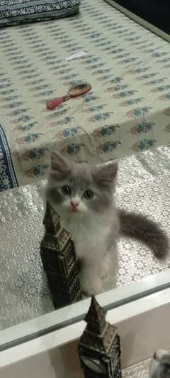 Persian kittens