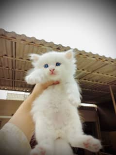 PERSIAN KITTENS PAIR MALE AND FEMALE BLUE EYES AND HAZEL EYES For Sale