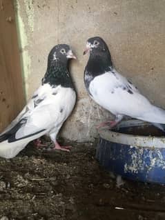 Teddy breeder pair Quality bird Whatsapp 03424479180