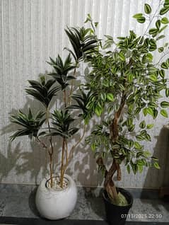 indoor plants, fake plants, Plants and pod available A+