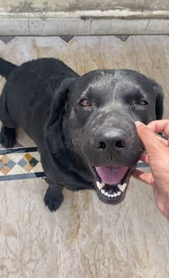 Black lab