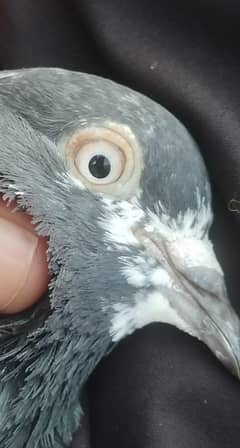 different pigeon for sale
