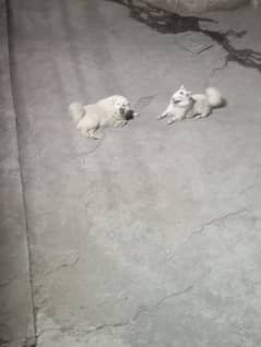 Russian dog femail tripple cot