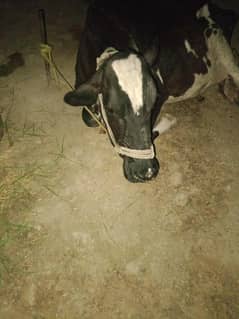 freazain cross cow shat pure freazain female dod dono time ka 6 kg